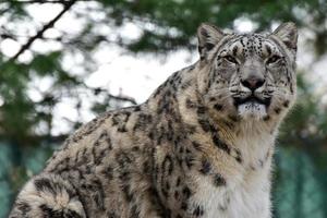 The snow leopard or ounce is a large cat native to the mountain ranges of Central and South Asia. photo