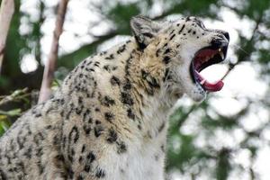 The snow leopard or ounce is a large cat native to the mountain ranges of Central and South Asia. photo