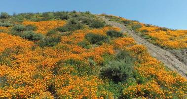 California Poppies Waving In The Wind During The 2019 Super Bloom video