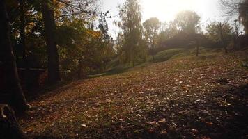 torr vissnade löv av en träd i de skog, stänga upp video