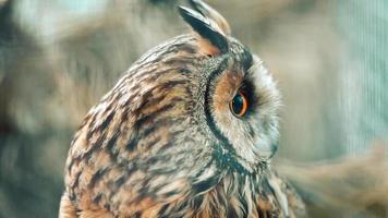 close up portrait of beautiful owl video