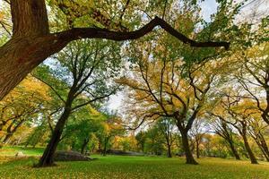 copas de los árboles en el parque central de la ciudad de nueva york en el otoño. foto