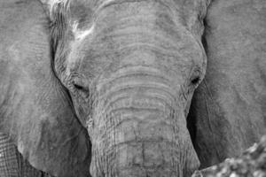 retrato de elefante africano de sabana foto