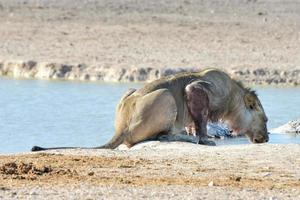 Lion in Etosha, Namibia photo
