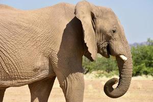 African Bush Elephants photo