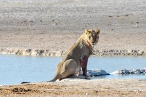 león en etosha, namibia foto