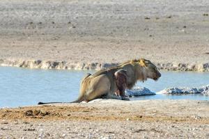 Lion in Etosha, Namibia photo