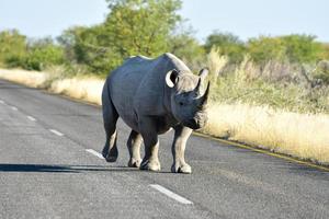 rinoceronte negro - parque nacional de etosha, namibia foto