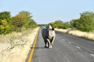 Black Rhinoceros - Etosha National Park, Namibia photo
