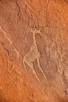 Bushman Rock Engravings - Namibia photo