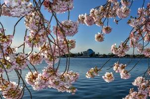 flores de cerezo en la cuenca de marea durante la primavera en washington, dc. foto