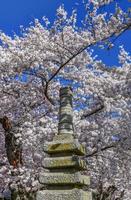 pagoda japonesa y flores de cerezo de primavera alrededor de la cuenca de marea, washington, dc. la estatua fue un regalo del alcalde de yokohama, japón, en 1957. foto