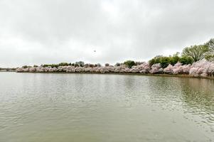 Cherry blossoms at the Tidal Basin during spring in Washington, DC. photo