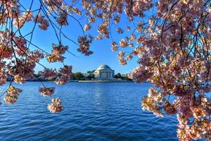 jefferson memorial y flores de cerezo en la cuenca de marea durante la primavera en washington, dc. foto