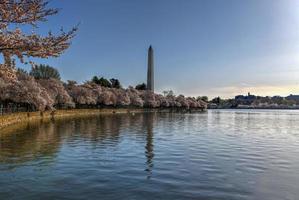 Washington Monument and cherry blossoms at the Tidal Basin during spring in Washington, DC. photo