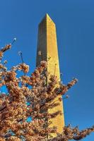 Washington Monument and cherry blossoms during spring in Washington, DC. photo