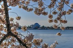 flores de cerezo en la cuenca de marea durante la primavera en washington, dc. foto