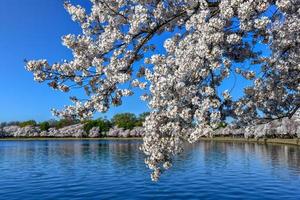 flores de cerezo en la cuenca de marea durante la primavera en washington, dc. foto