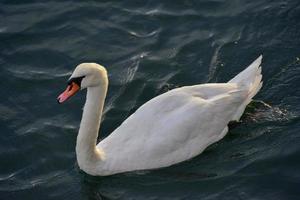 Swan swimming in the canal in Sheepshead Bay, Brooklyn, New York. photo