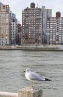 White Seagull in the City photo