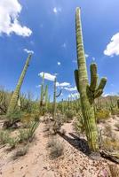 cactus masivo en el parque nacional saguaro en arizona. foto