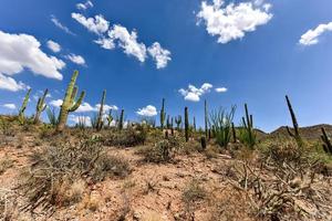 cactus masivo en el parque nacional saguaro en arizona. foto
