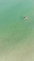 aereo metraggio di Britannico sabbioso spiaggia e oceano. verticale e ritratto stile 4k metraggio di bournemouth spiaggia con di droni telecamera durante tramonto video