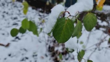 en gren med grön löv av kvitten är täckt med vit snö i de trädgård video