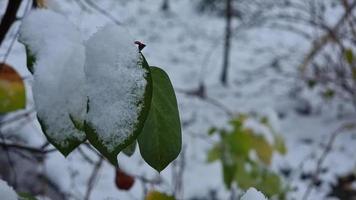 branche de coing avec des feuilles vertes couvertes de neige blanche dans le jardin d'hiver video