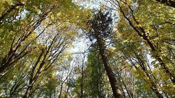 início do outono na floresta. vista de baixo para cima. o céu acima das árvores. video