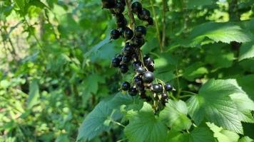 schwarze Beeren an einem Johannisbeerstrauch im Garten. Ernte. video