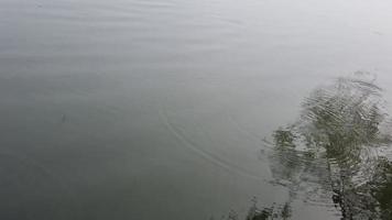 cirkels Aan de rivier- water van druppels vallend van de bladeren van een boom. wilg reflectie. video