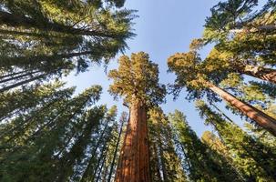 General Sherman Sequoia Tree photo