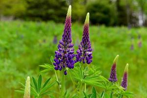 Fresh lupine close up blooming in spring. High lush purple lupine flowers, summer meadow in Maine. photo