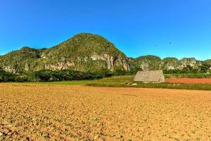 Tobacco field in the Vinales Valley, north of Cuba.