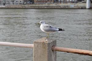 gaviota blanca en la ciudad foto