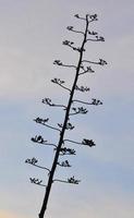 Mount Nebo in Jordan photo