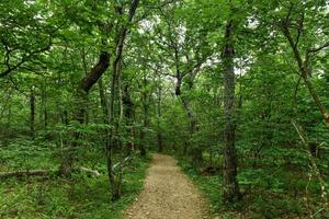 Whiteoak Hiking trail in the Shenandoah Valley and Blue Ridge Mountains from Shenandoah National Park, Virginia photo