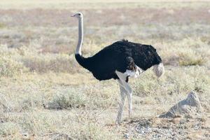 Ostrich - Etosha, Namibia photo