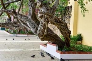 parque de las palomas, pigeon park en el viejo san juan, puerto rico. foto