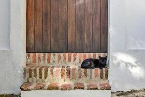 Cat on the streets of Old San Juan, Puerto Rico. photo