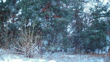 ramo de abeto verde na neve no inverno ao ar livre video