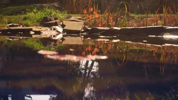 quiet beautiful Lake and forest at daytime video