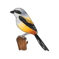 cendet bird vector, this bird is popular in Indonesia vector