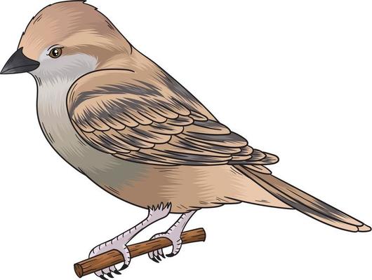 sparrow vector, lovely little bird