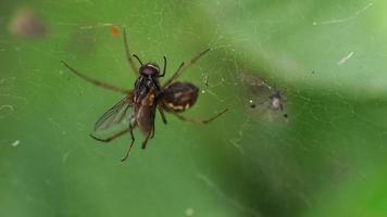 Spinne, die eine Fliege in der Mitte ihres Netzes verschlingt video