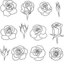 ilustraciones de rosas vectoriales separadas, elementos dibujados a mano vector