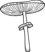 Vector mushroom illustration, botanical line art set