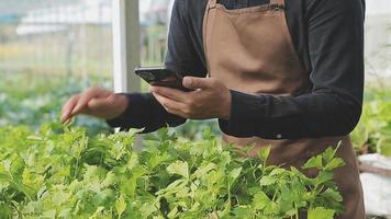 agricultrice travaillant tôt à la ferme tenant un panier en bois de légumes frais et une tablette.. video