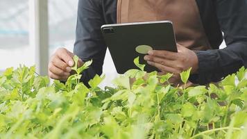 agricultora trabalhando cedo na fazenda segurando cesta de madeira de legumes frescos e tablet.. video